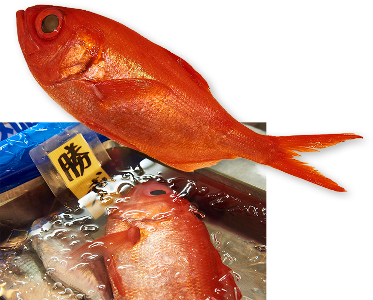 魚